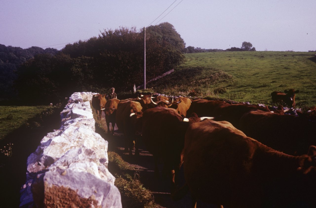 177 Cows in Ipplepen June 1963-s